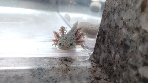 gfp axolotl for sale Australia, Squish
