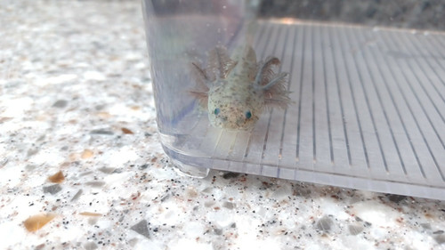 Squish, gfp axolotl photo 2