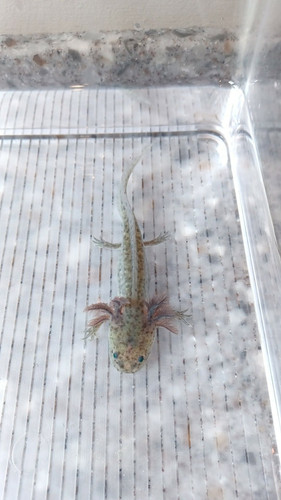 Squish, gfp axolotl photo 4