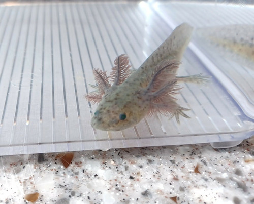Squish, gfp axolotl photo 6