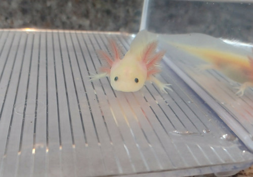 gfp axolotl for sale Australia, Sushi