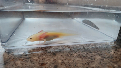 Sushi, gfp axolotl photo 2
