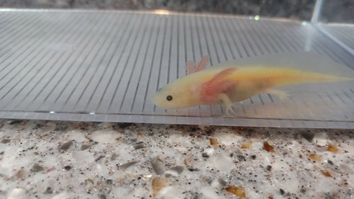 Sushi, gfp axolotl photo 3