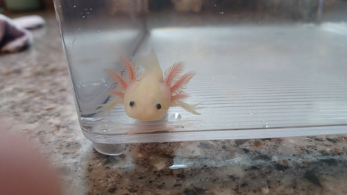 gfp axolotl for sale Australia, Sushi
