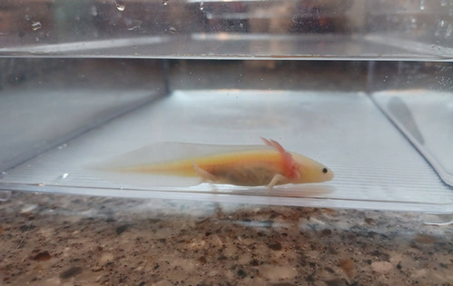 Sushi, gfp axolotl photo 5