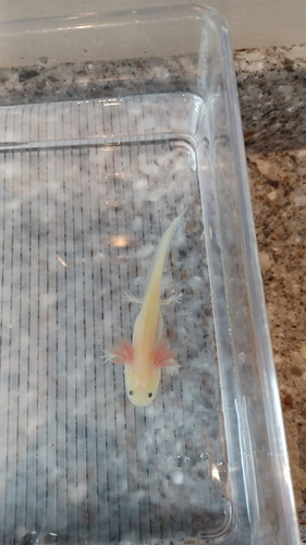 Sushi, gfp axolotl photo 6