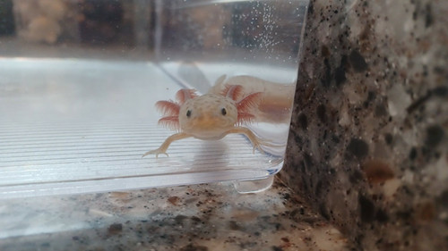gfp axolotl for sale Australia, Volt