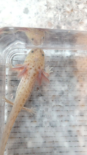 Volt, gfp axolotl photo 2