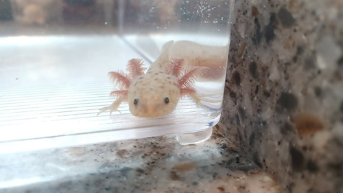 gfp axolotl for sale Australia, Volt