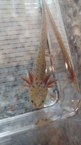 Volt, gfp axolotl photo 4
