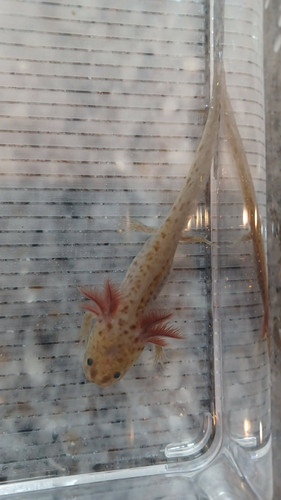 Volt, gfp axolotl photo 5