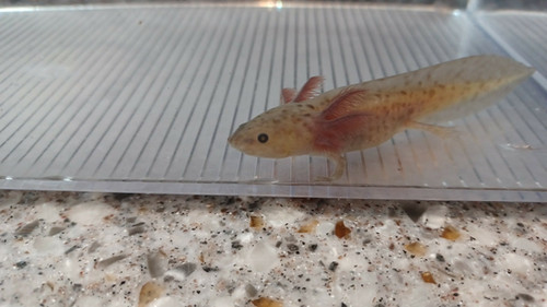 Volt, gfp axolotl photo 6