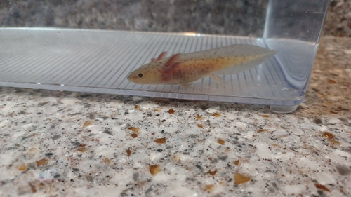 Volt, gfp axolotl photo 7