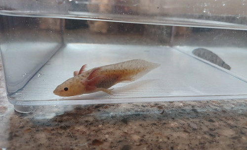 Volt, gfp axolotl photo 8