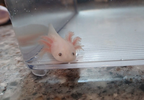 white axolotl for sale Australia, Blossom