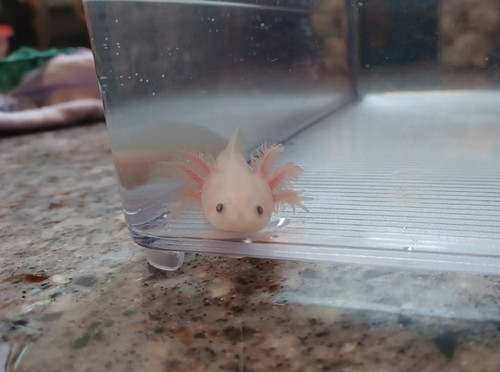 Blossom, white axolotl photo 2