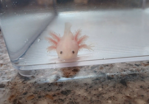 Blossom, white axolotl photo 3