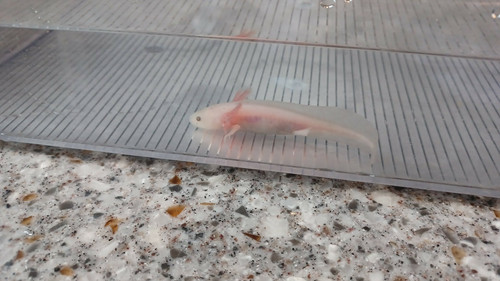 Blossom, white axolotl photo 4