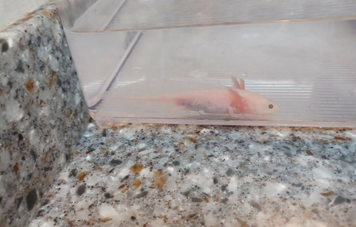 Blossom, white axolotl photo 5