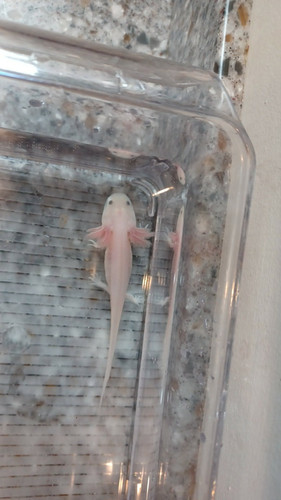 Blossom, white axolotl photo 6
