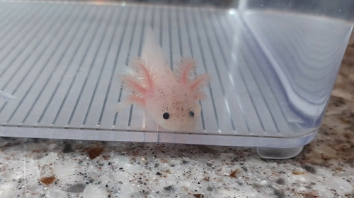 white axolotl for sale Australia, Dumpling
