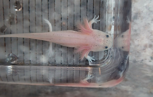 white axolotl for sale Australia, Dumpling