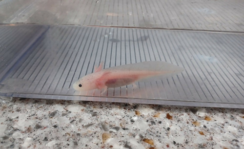 Dumpling, white axolotl photo 3