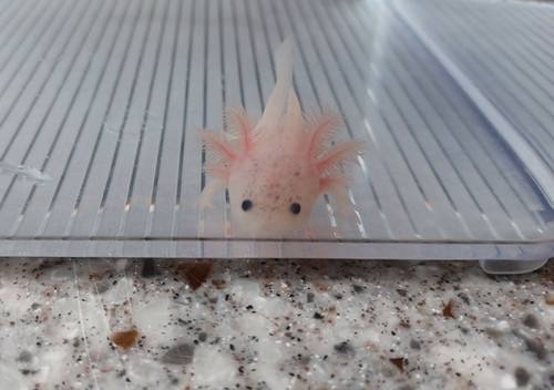 Dumpling, white axolotl photo 4