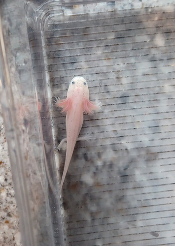Dumpling, white axolotl photo 5