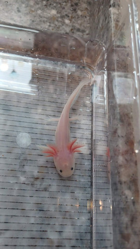 white axolotl for sale Australia, Dusty