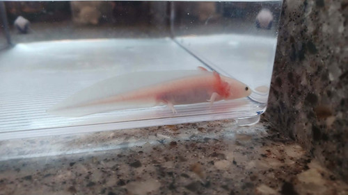 Dusty, white axolotl photo 2