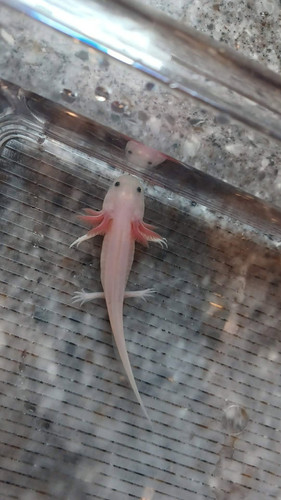 white axolotl for sale Australia, Dusty