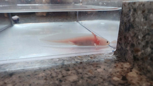 Dusty, white axolotl photo 4