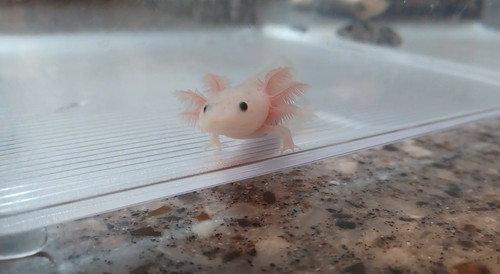 white axolotl for sale Australia, Mabel