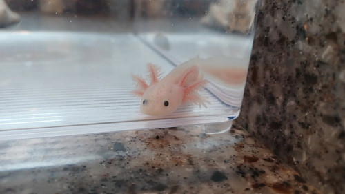 Mabel, white axolotl photo 2