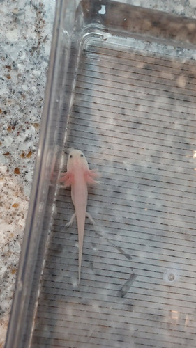 Mabel, white axolotl photo 3