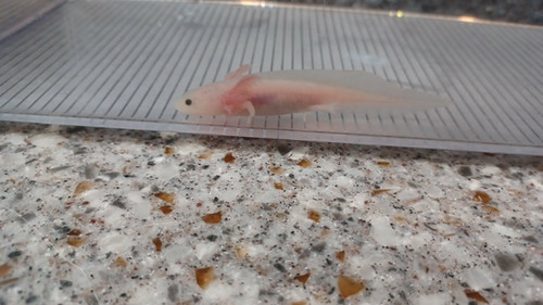 white axolotl for sale Australia, Mabel
