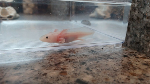 Mabel, white axolotl photo 5