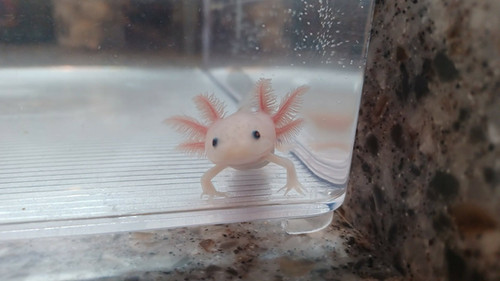 white axolotl for sale Australia, Matilda