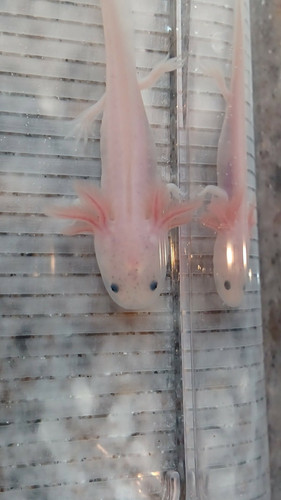 Matilda, white axolotl photo 2