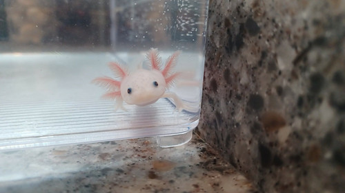 Matilda, white axolotl photo 3