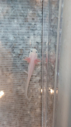 Matilda, white axolotl photo 4