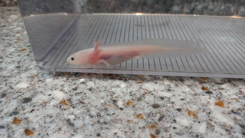 white axolotl for sale Australia, Matilda