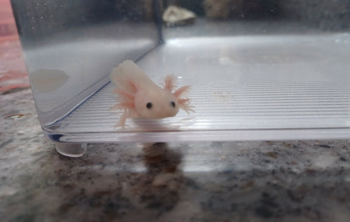 white axolotl for sale Australia, Pip