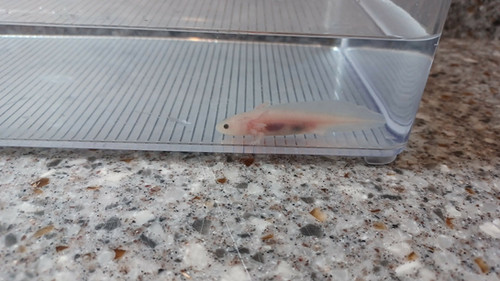 Pip, white axolotl photo 2