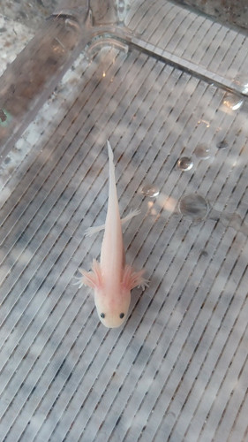 Pip, white axolotl photo 3