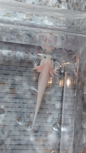 Pip, white axolotl photo 4
