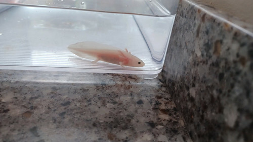 Pip, white axolotl photo 5