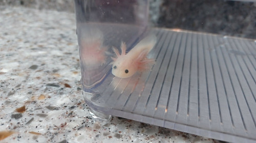 white axolotl for sale Australia, Pip
