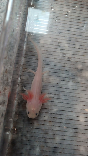 Poppy, white axolotl photo 2